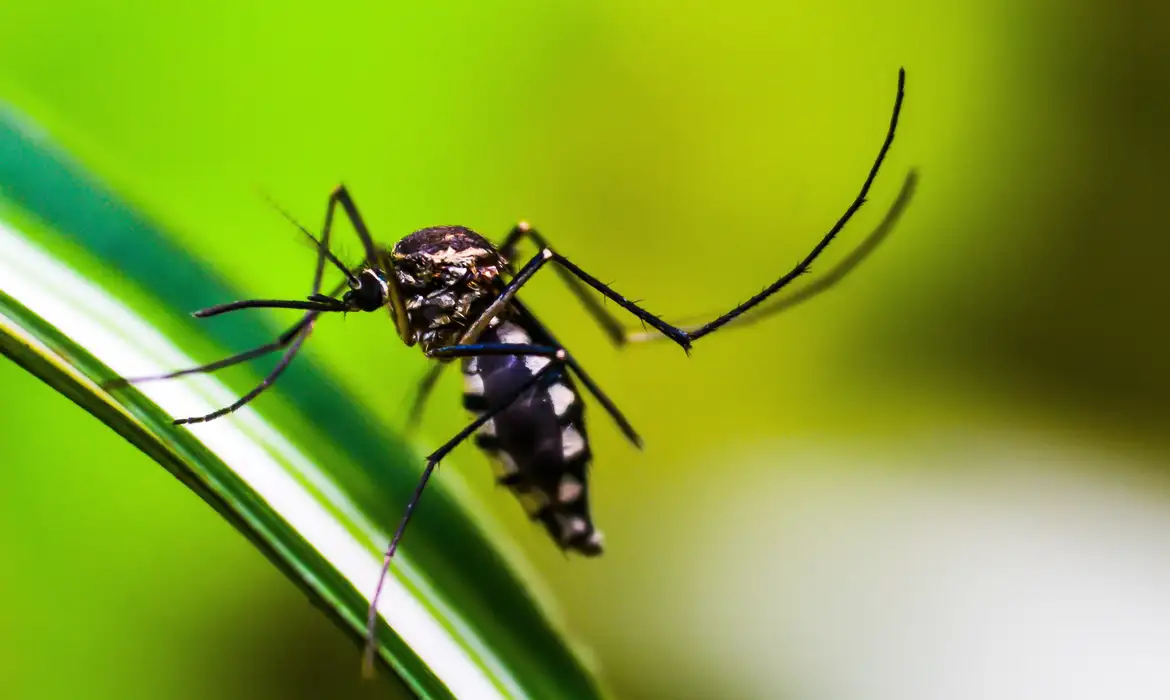 noticia-preta-mosquito-dengue-pixabay.webp
