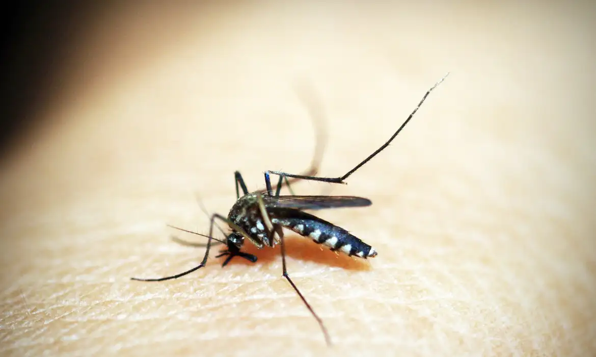 mosquito-1548947.webp