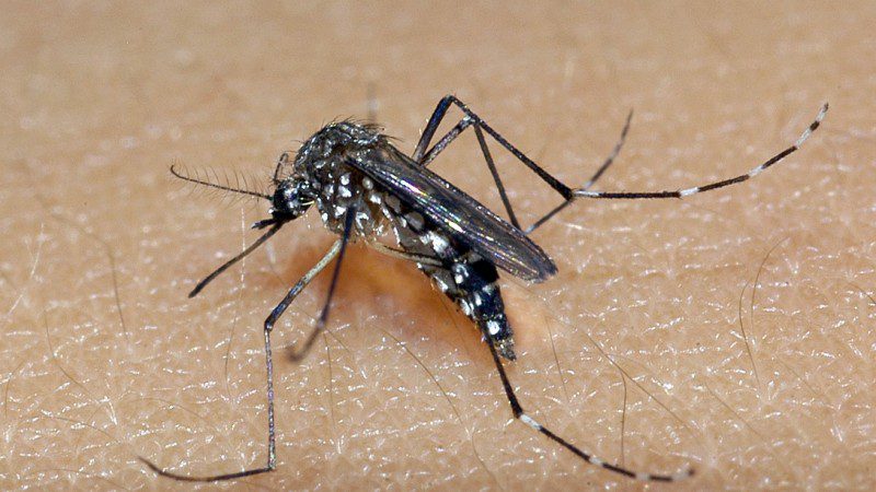 De acordo com modelagens do InfoDengue, o Brasil possui seis estados com previsão de aumento significativo na incidência da dengue nesse ano.