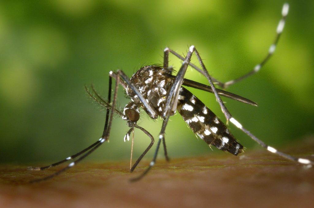 A transmissão do vírus da dengue se dá principalmente pela via vetorial, a fêmea do mosquito Aedes Aegypti, é responsável pela picada. Fonte: Pexels.