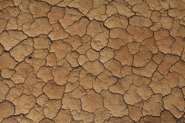 O clima da caatinga é marcado pelas irregularidades ou escassez da chuva. O solo rachado é característico da região, bem como os cactos.