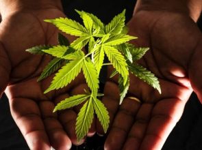 Estudo define dose semanal de maconha associada a risco de dependência