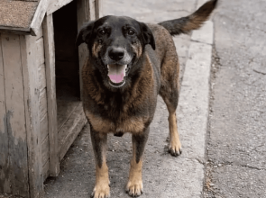 Justiça manda remover posts sobre adolescentes suspeitos da morte de cão Orelha