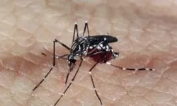 aedes_dengue_1.webp