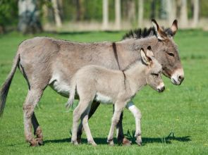 Pesquisa brasileira cria colágeno de jumento em laboratório para evitar extinção da espécie