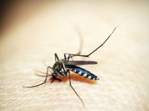 Brasil registra mais de 4 milhões de possíveis casos de dengue, segundo Ministério da Saúde