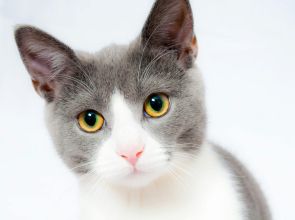 Gatos ajudam a desvendar caminhos para novas terapias contra o câncer humano