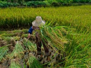 Homens negros são 83% das vítimas do trabalho escravo no Brasil
