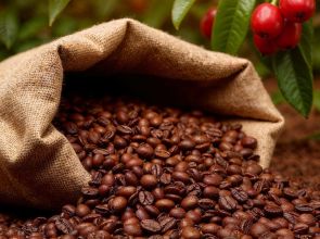 Produção global de café deve bater recorde, mas preço segue alto no Brasil